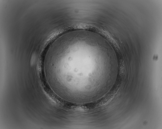 X0000098170683200804241156