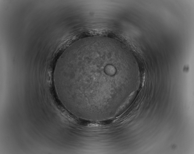 X0000098170699200804241156