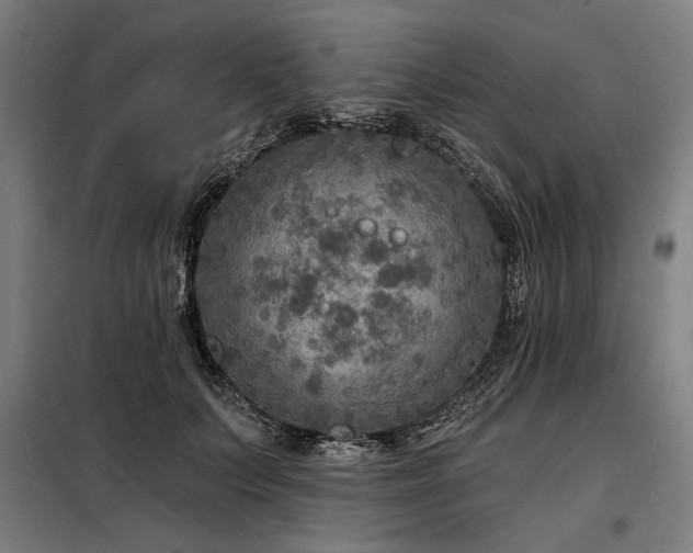 X0000098170703200804241156