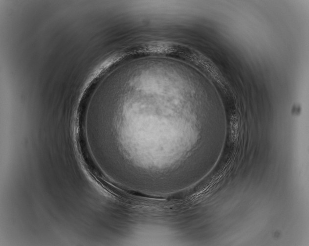 X0000098170726200804241155