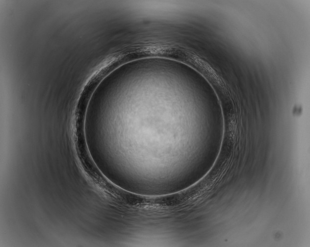 X0000098170730200804241155