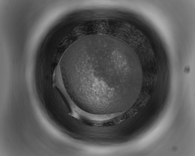 X0000098170766200804241155