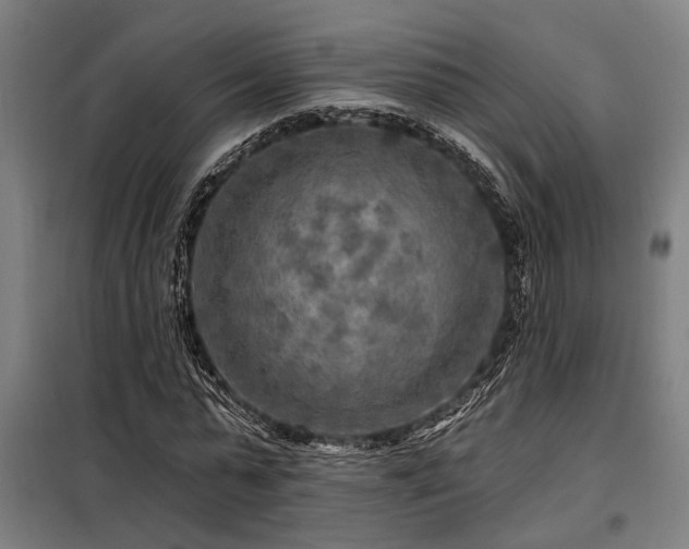 X0000098170775200804241155