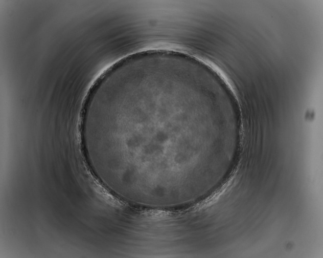 X0000098170783200804241155