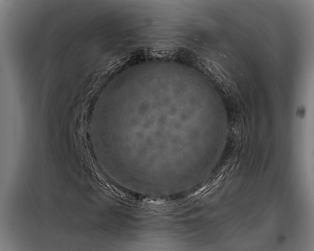 X0000098170817200804241153