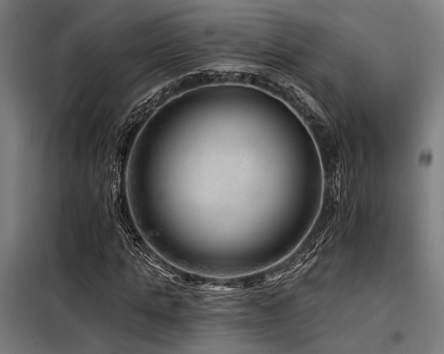 X0000098170821200804241154