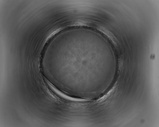 X0000098170826200804241154