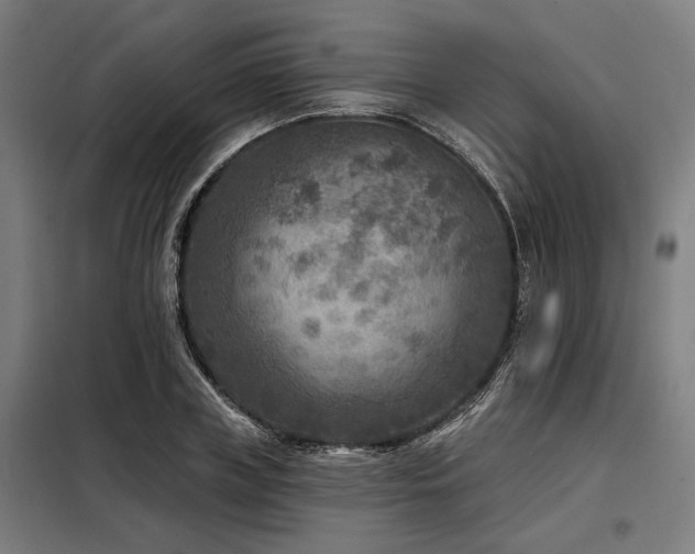 X0000098170835200804241154