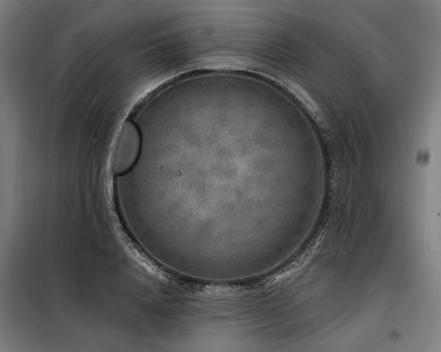 X0000098170840200804241154