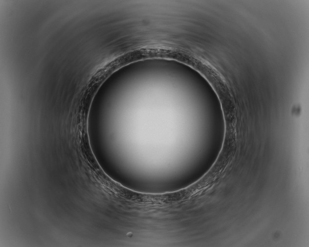 X0000098170870200804241153