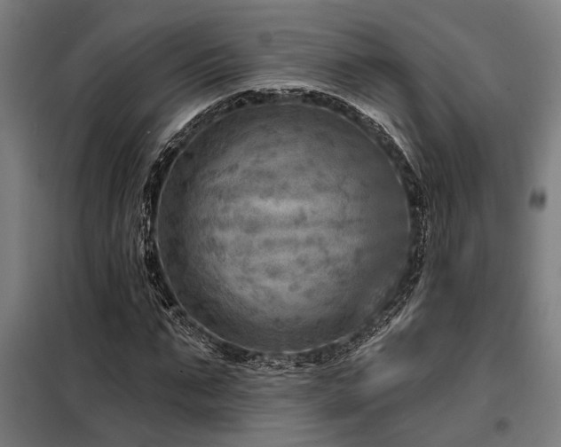 X0000098170871200804241153