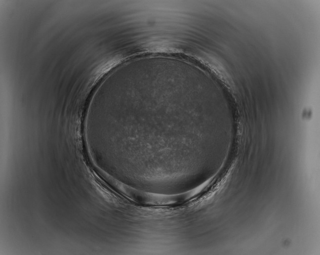 X0000098170881200804241153