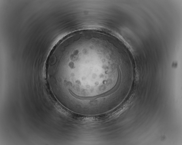 X0000098170883200804241153