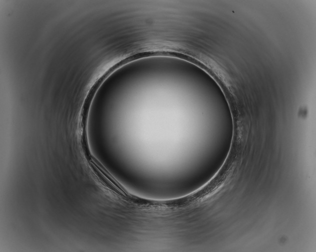 X0000098170885200804241153