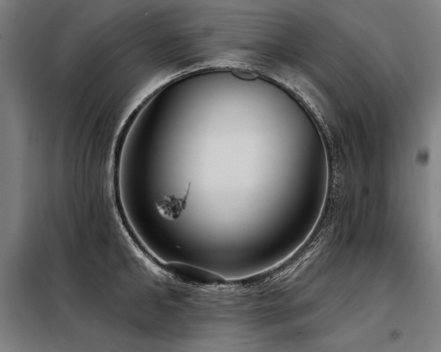 X0000098170902200804241153