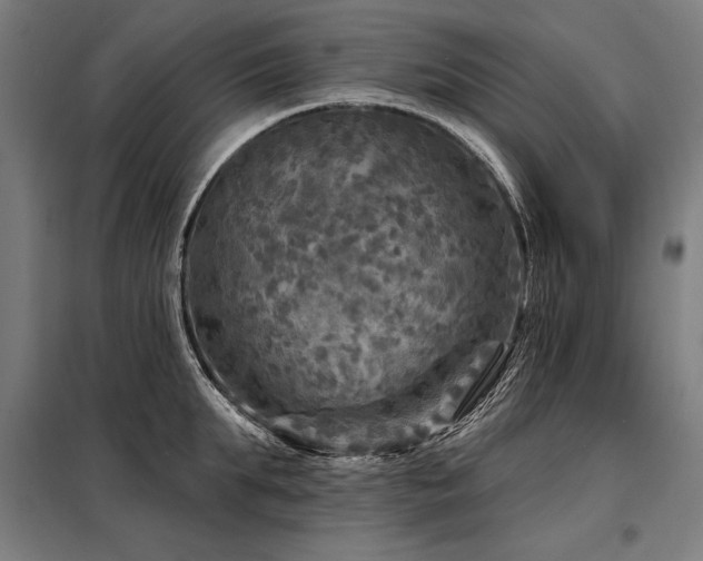 X0000098170903200804241153