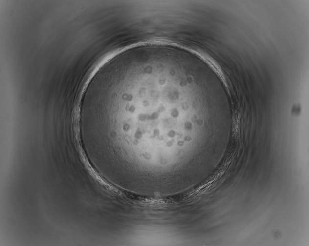 X0000098170911200804241153