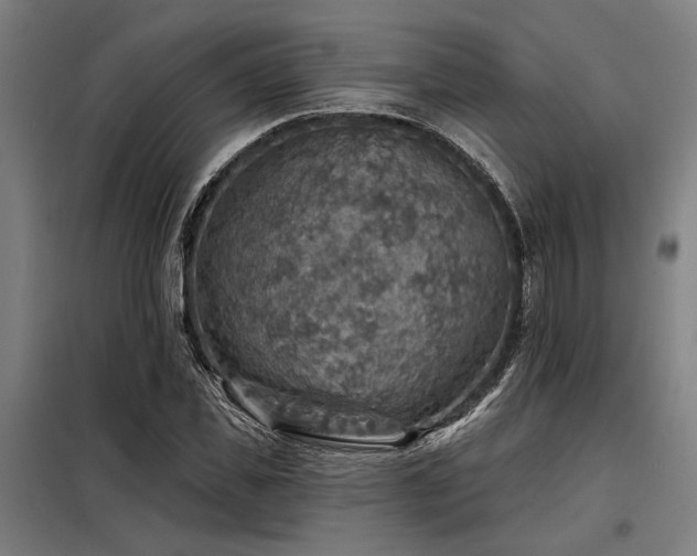 X0000098170925200804241152