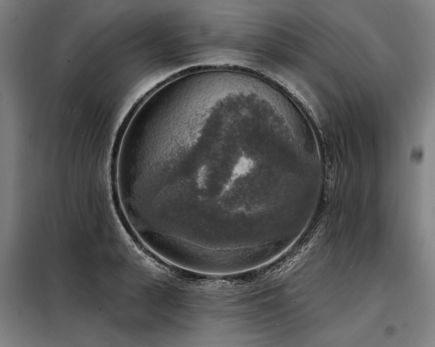 X0000098170943200804241153