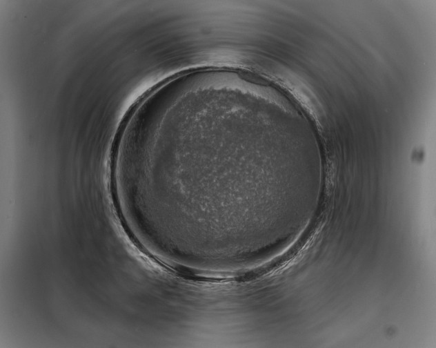 X0000098170944200804241153