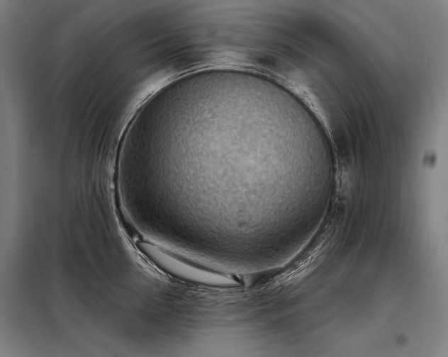 X0000098170954200804241153