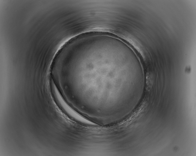 X0000098170972200804241152