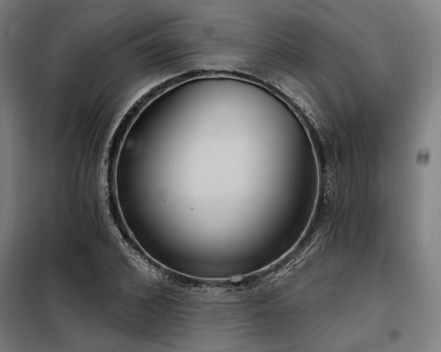 X0000098170976200804241152