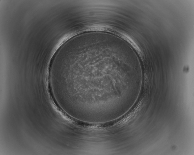 X0000098170994200804241151