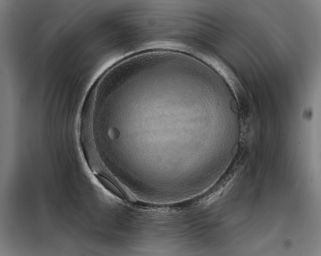 X0000098170999200804241151