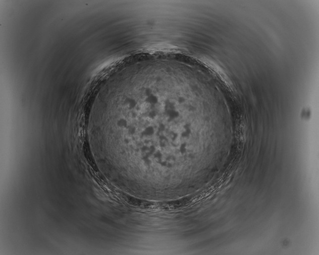 X0000098171063200804241150