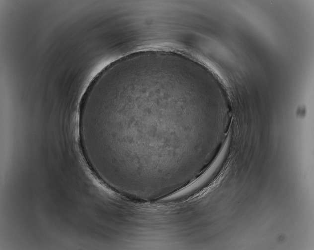 X0000098171079200804241150