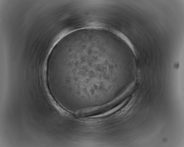 X0000098171099200804241150