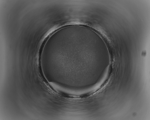 X0000098171173200804241149