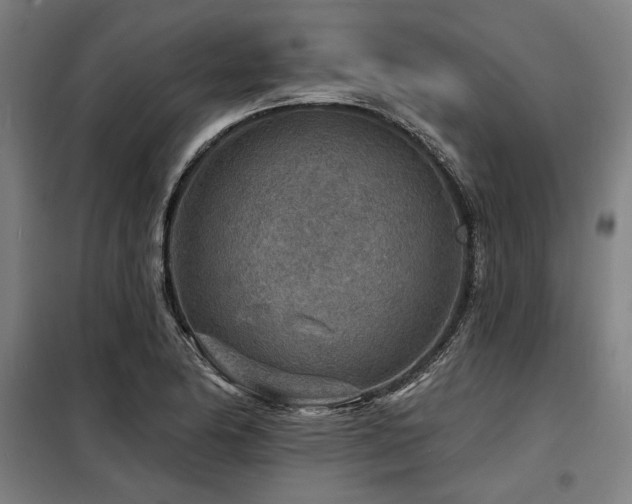 X0000098171174200804241149