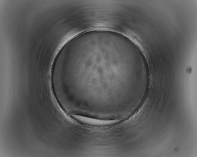X0000098171333200804241147