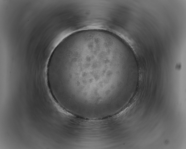 X0000098171423200804241145