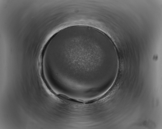 X0000098171515200804241144
