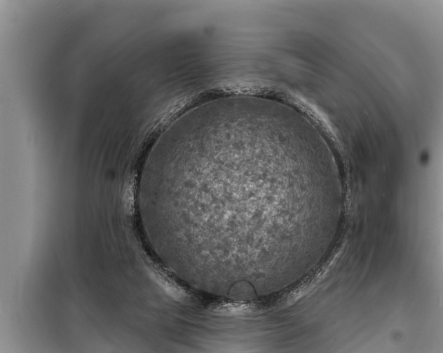 X0000098170065200805011023