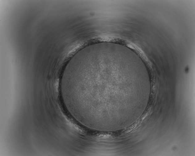 X0000098170066200805011023