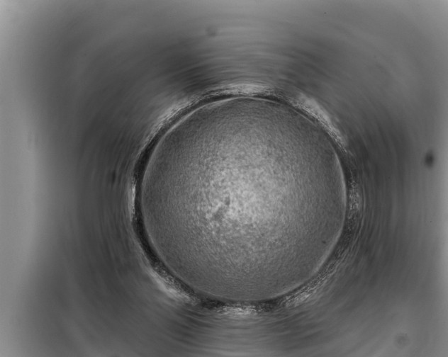 X0000098170110200805011022