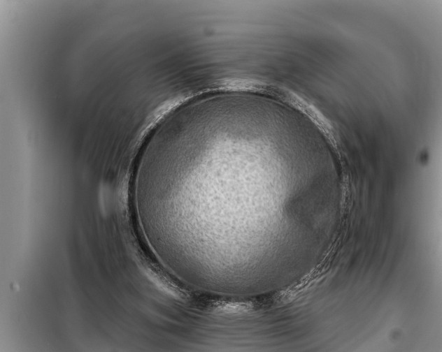 X0000098170155200805011021