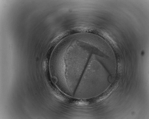 X0000098170165200805011021