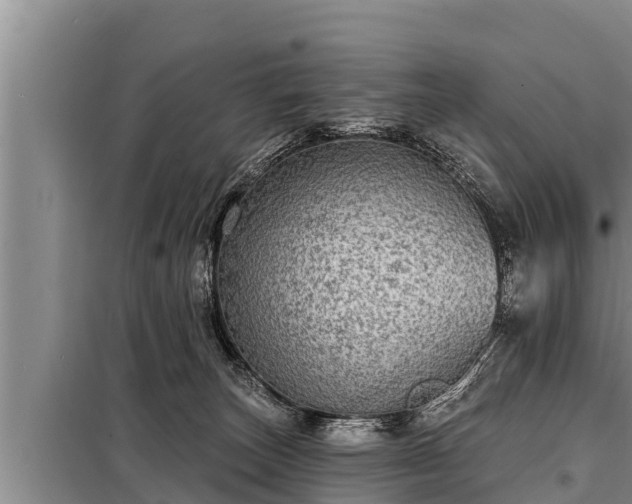 X0000098170179200805011022