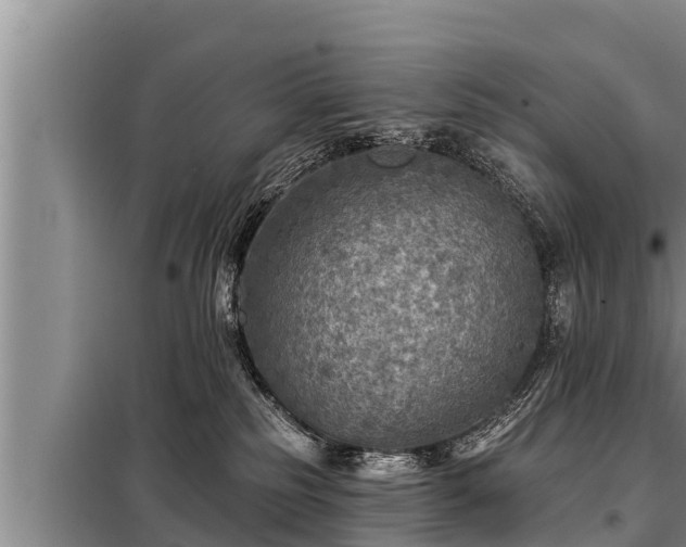 X0000098170185200805011022