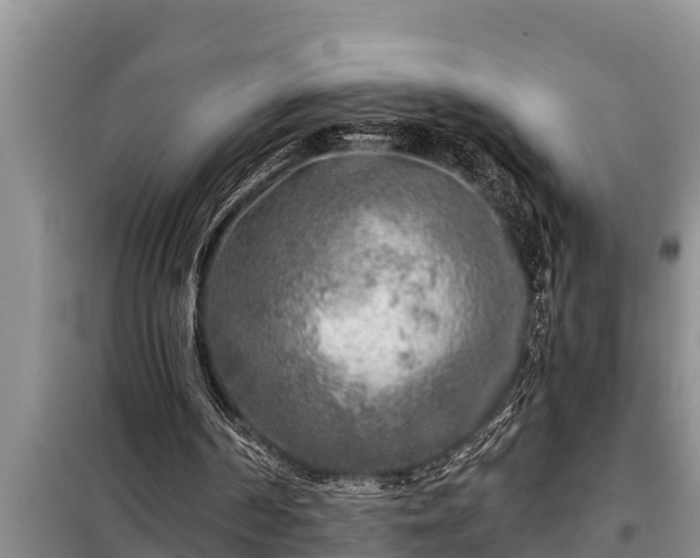 X0000098170194200805011021