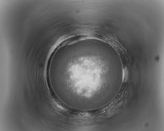 X0000098170195200805011021