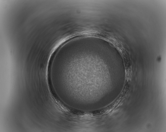 X0000098170196200805011021