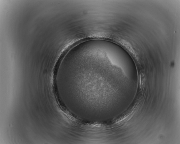 X0000098170204200805011021