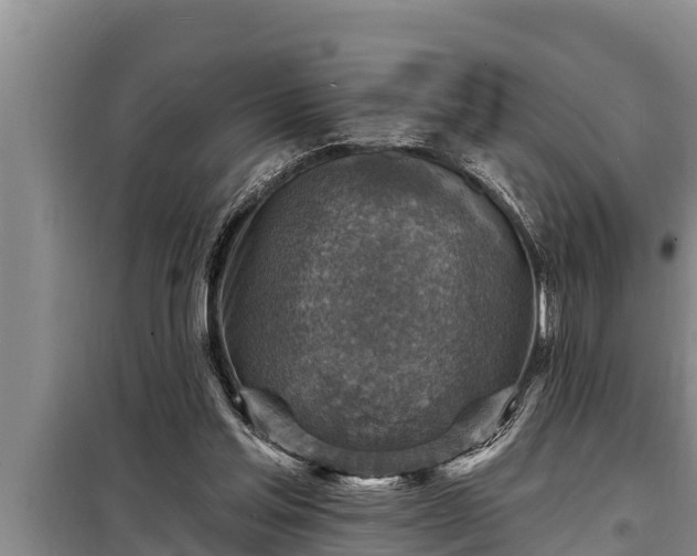 X0000098170205200805011021