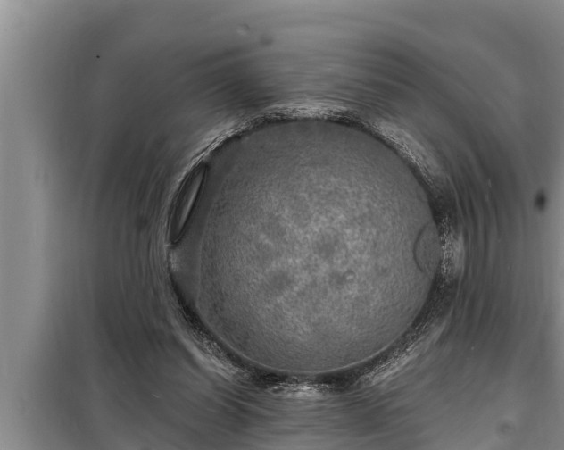 X0000098170254200805011020